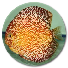 Tiger Snakeskin Discus Fish 3 inch